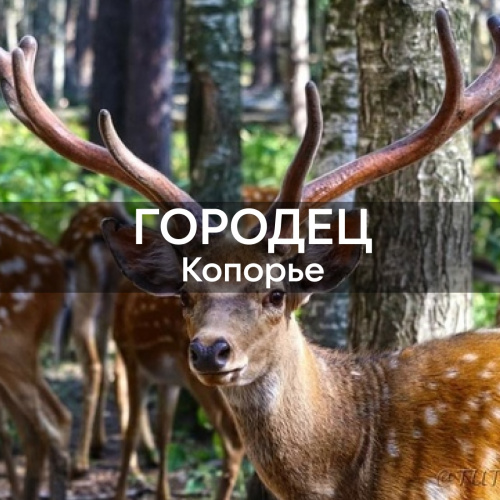 Копорье – Городец